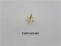 藏品(尺蠖蛾科)的圖片